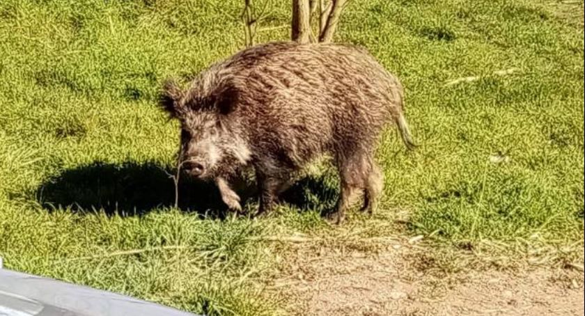 Myśliwi znów zapolują na dziki. Do odstrzału jest kilka tysięcy zwierząt 