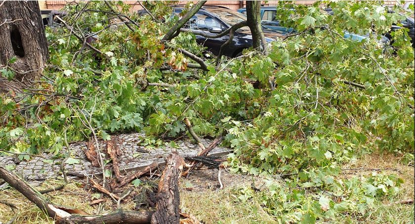 Złamany w trakcie burzy konar uszkodził samochody w centrum Legnicy [FOTO]
