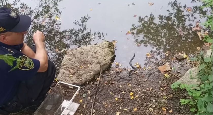 W Miejskim Przedszkolu Publicznym nr 6 w Legnicy znaleziono węża! [FILM]