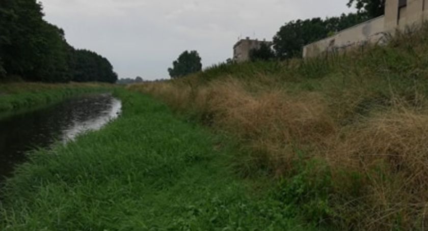 Miejscy urzędnicy poszukują firmy, która wykosi busz nad Kaczawą