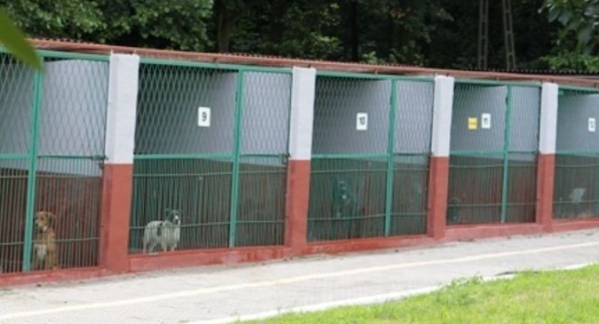 Urzędnicy mają problem ze znalezieniem dostawcy bud dla schroniska