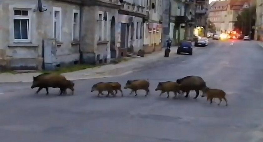 Ulica Głogowska opanowana przez ... stado dzików. Zobaczcie filmik!