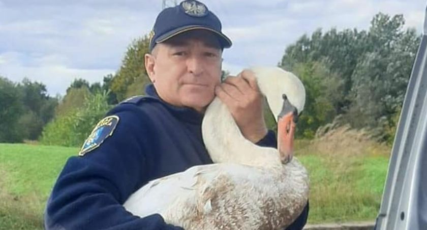 Straż miejska odłowiła zabłąkanego łabędzia. Zwierzę trafiło do lecznicy