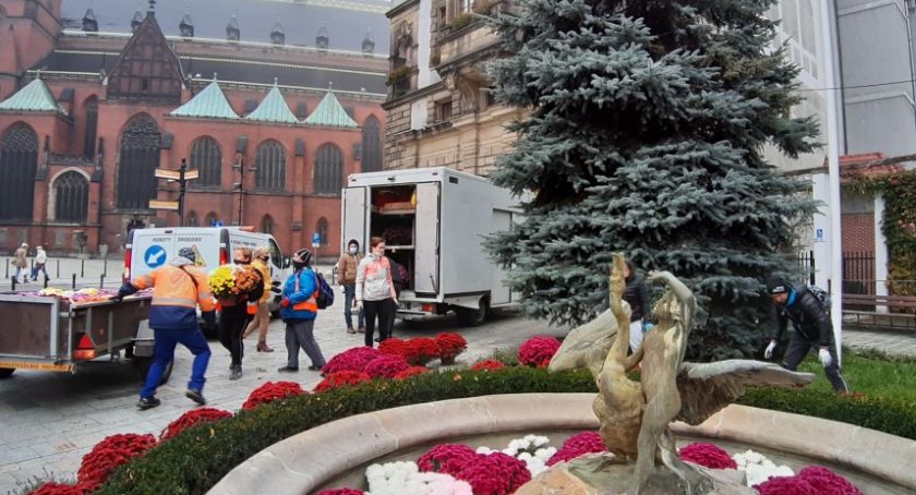 Tysiąc chryzantem ozdobi miasto i zapomniane groby legniczan [FOTO]