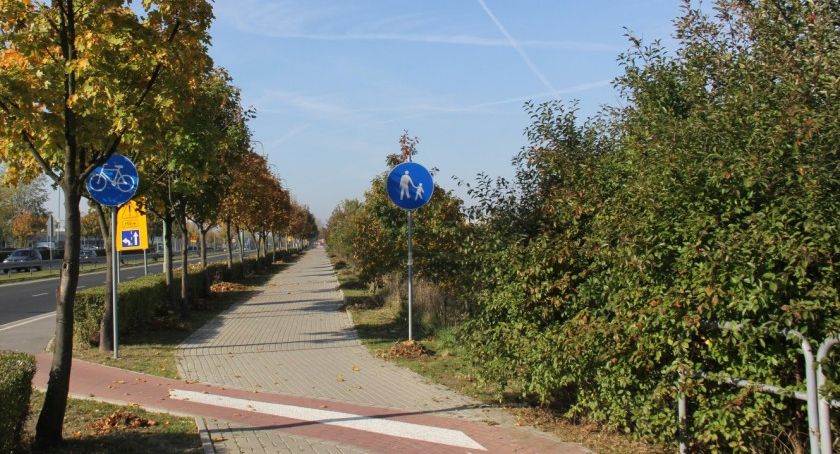 ZDM wybrał firmę, która zajmie się utrzymaniem drzew w pasie drogowym