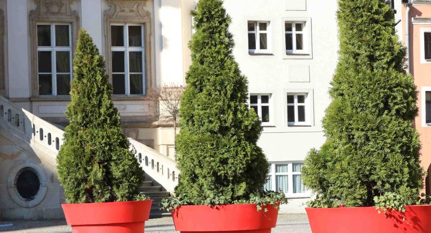 Wiadomo już kto w 2021 roku będzie zajmował się zielenią w centrum Legnicy