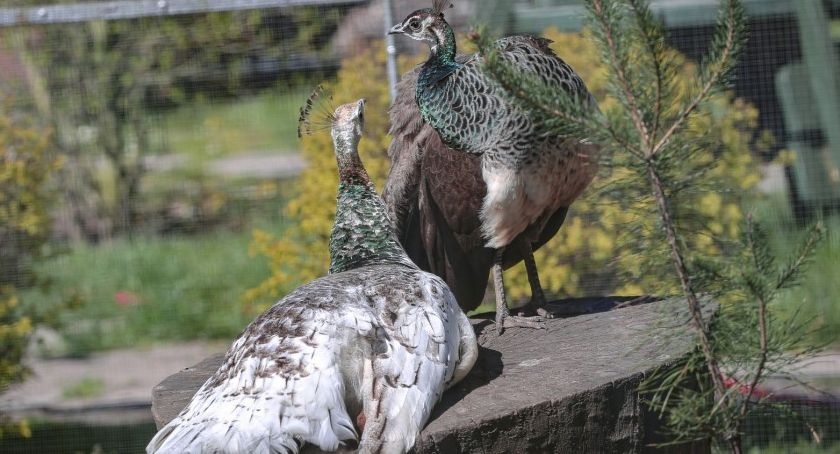 Mini zoo w Legnicy od soboty ponownie otwarte. Jakie atrakcje dla gości?