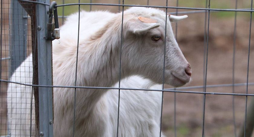 Dobra nowina z mini zoo w Legnicy. Niebawem na świat przyjdą malutkie kózki [ZDJĘCIA]