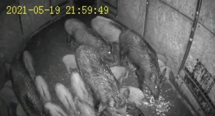 Dziki problem w Legnicy. Zwierzęta są odławiane i wywożone z miasta