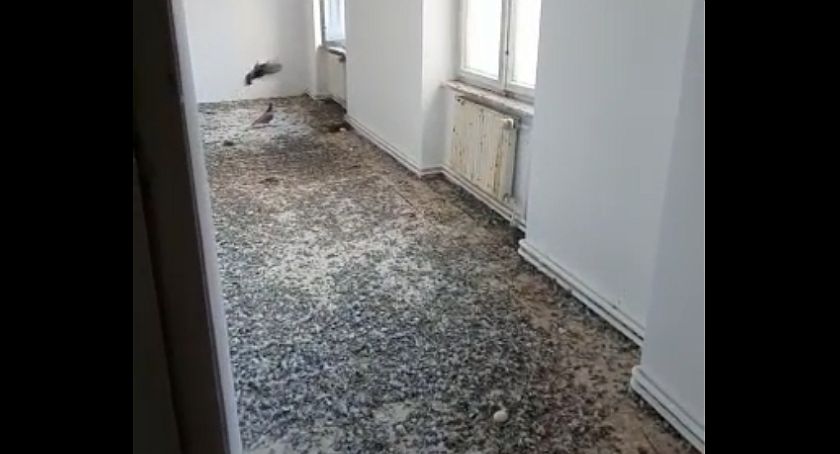 Legnica. Miejski lokal do wynajęcia. Ptasie odchody, brud i smród [WIDEO]
