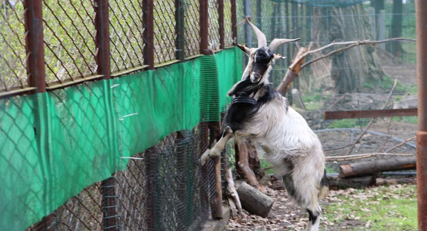 LPGK dostało drugą szansę. Miasto ogłosiło przetarg dot. palmiarni i mini zoo