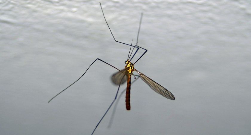 Plaga komarów w legnickim parku. Będzie oprysk czy sprawę załatwią jerzyki?