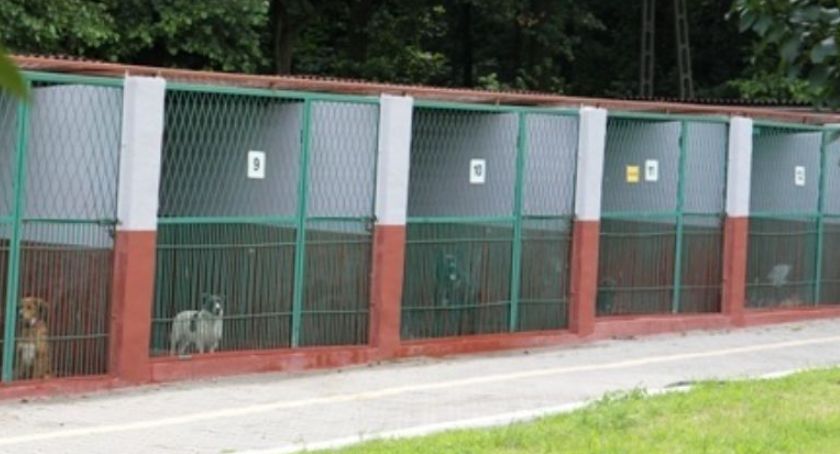 Schronisko dla bezdomnych zwierząt wciąż zamknięte dla woluntariuszy. Dlaczego? 