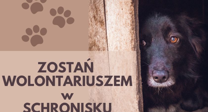 Do schroniska dla bezdomnych zwierząt nareszcie wrócą wolontariusze. Jak się zapisać?