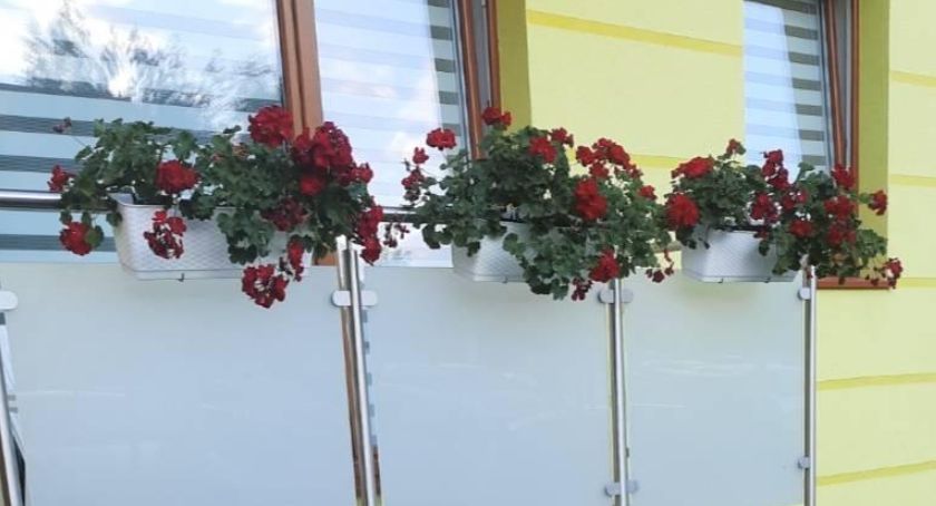 Legnica. Złodzieje kwiatów grasują po osiedlu w lasku złotoryjskim [WIDEO]