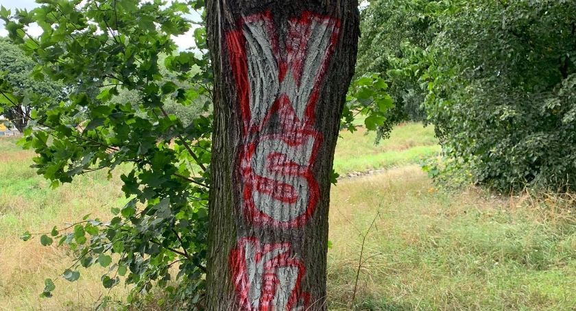 Ktoś pomalował lipę w parku, ekolodzy oburzeni. „Ludzka głupota nie zna granic”