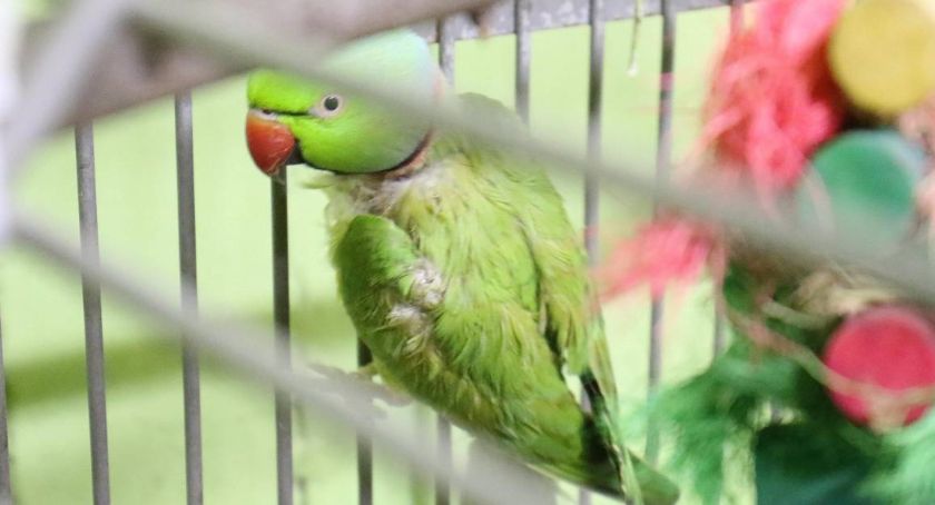 Powiatowy Inspektorat Weterynarii przeprowadzi kontrolę w legnickiej palmiarni