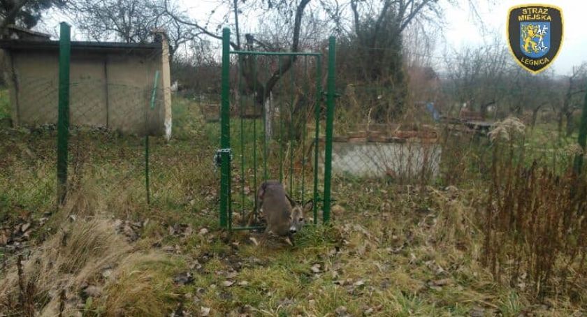 Legnica. Sarna utknęła w ogrodzeniu na działkach przy ul. Kołobrzeskiej [ZDJĘCIA]