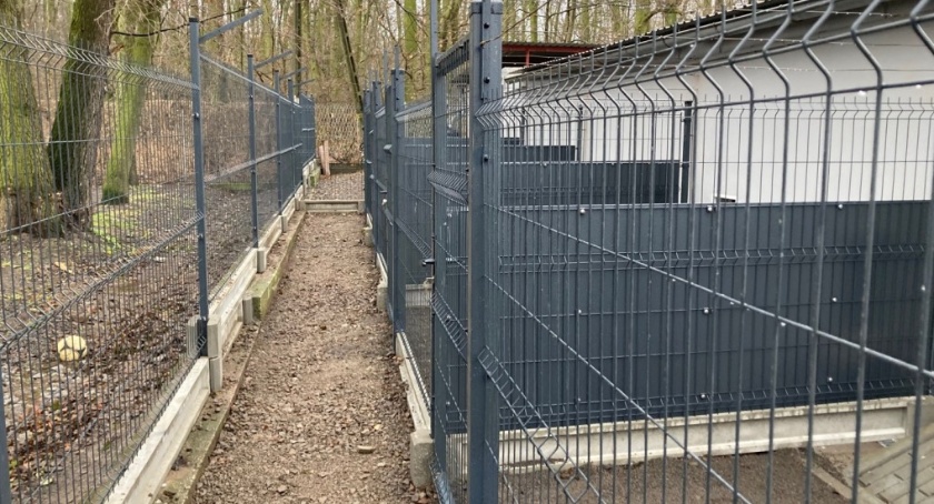 Tak wygląda koci azyl i psi wybieg w schronisku dla bezdomnych zwierząt [ZDJĘCIA]