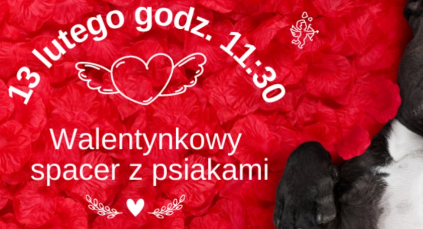 Walentynki dla czworonoga czyli randka z bezdomnym psem z przytuliska #tozJawor