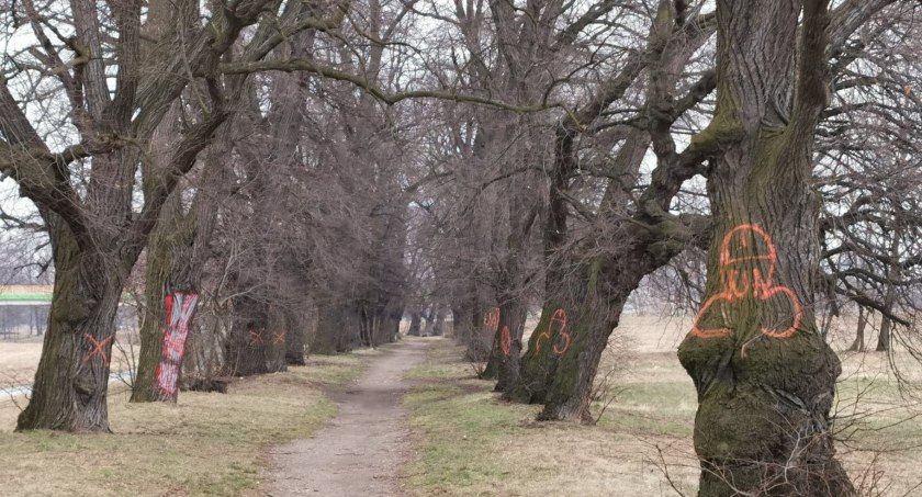 Cenna aleja lipowa w legnickim parku – stuletnie drzewa pomalowane sprejem! [ZDJĘCIA]
