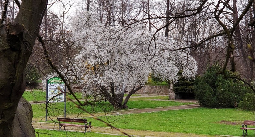 Kto w tym roku zadba o Park Miejski w Legnicy? Urząd miasta ogłosił przetarg