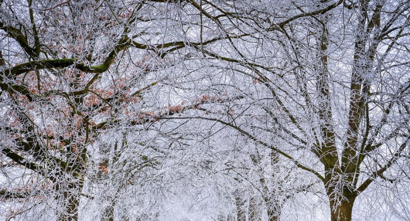 Uwaga, nadciągają przymrozki! W piątek temperatura spadnie poniżej zera
