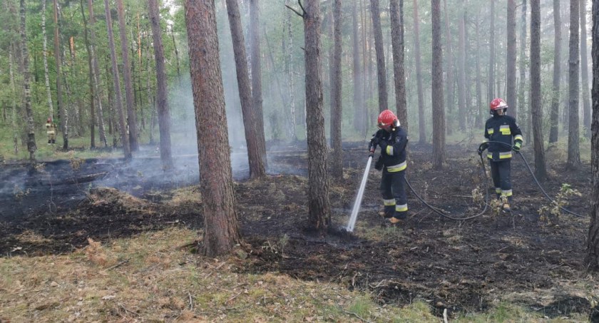 Palił się las pod Legnicą. W ogniu stanęło ponad 30 arów [ZDJĘCIA]