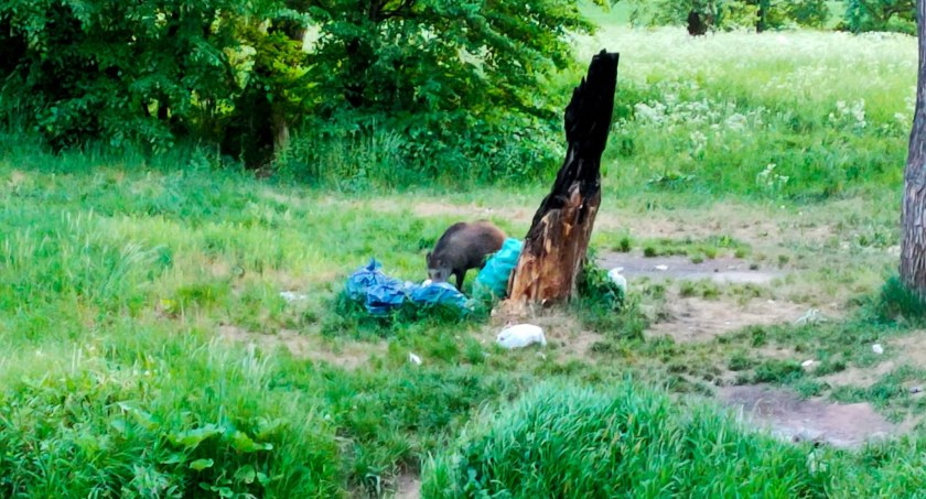 Uczta i kąpiel dzika w legnickim parku. Zwierze grasowało w okolicy AquaFunu