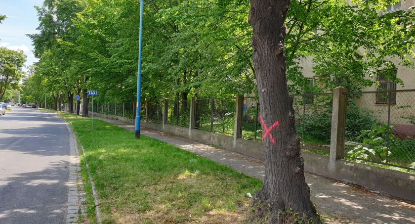 Legnica - green City z betonu i asfaltu. Drzewa przy ulicy Okrężnej pójdą pod piłę
