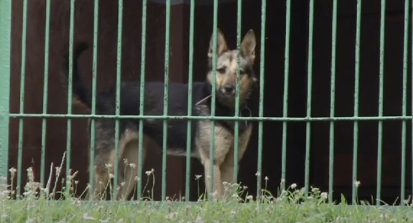 Kto rozbuduje schronisko dla bezdomnych zwierząt w Legnicy? Ratusz ogłosił przetarg 