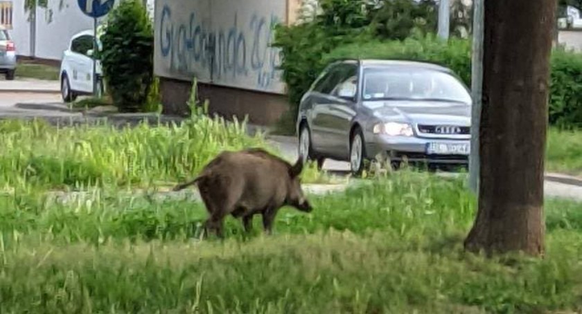 Dzik zaatakował dziecko w Legnicy