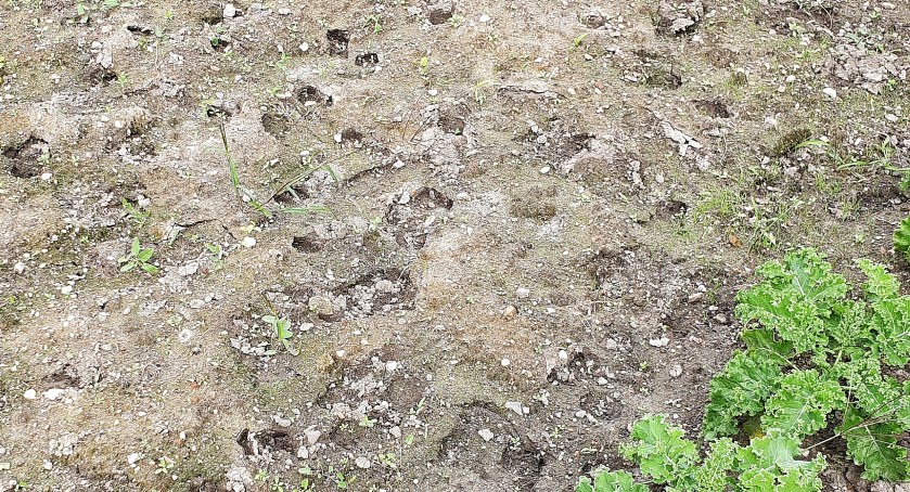Dziki od marca demolują ogród legniczanki. Miasto bezradne