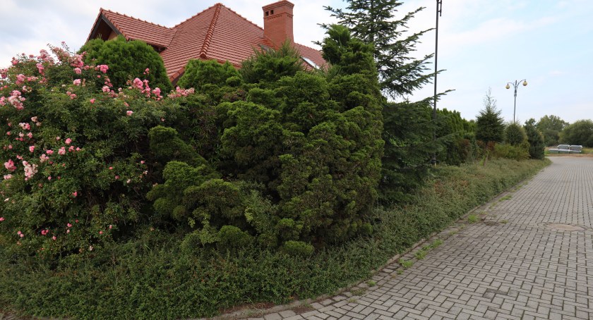 Bunt na Wierzbiaku. ZDM pozwolił na niszczenie zieleni. WIDEO