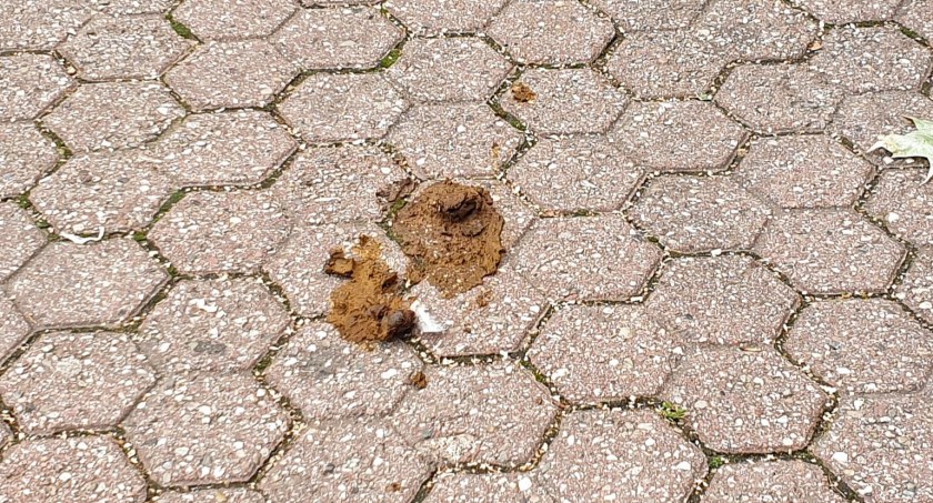 500 zł mandatu za psią kupę. Legniczanie mają to w nosie?
