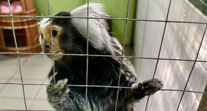 ZOO w Poznaniu wystawiło Legnicy fakturę za zwierzęta z palmiarni 