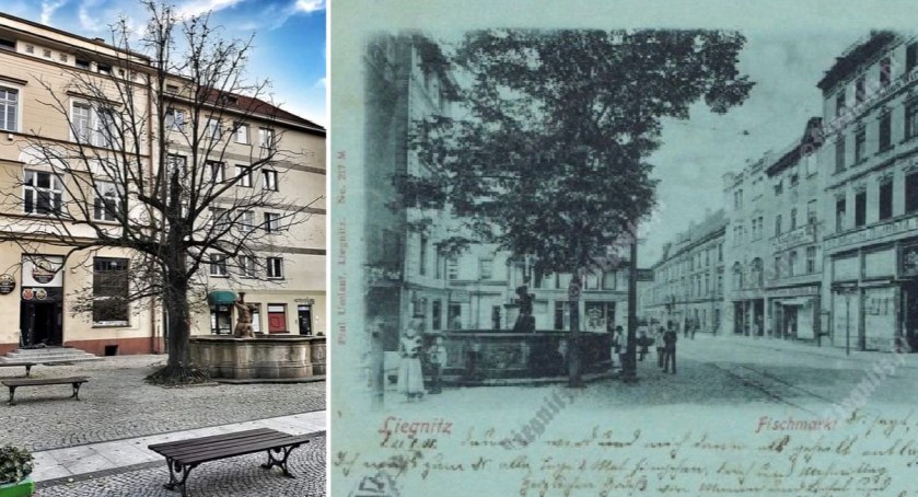 Umiera jedno z ostatnich drzew w legnickim Rynku