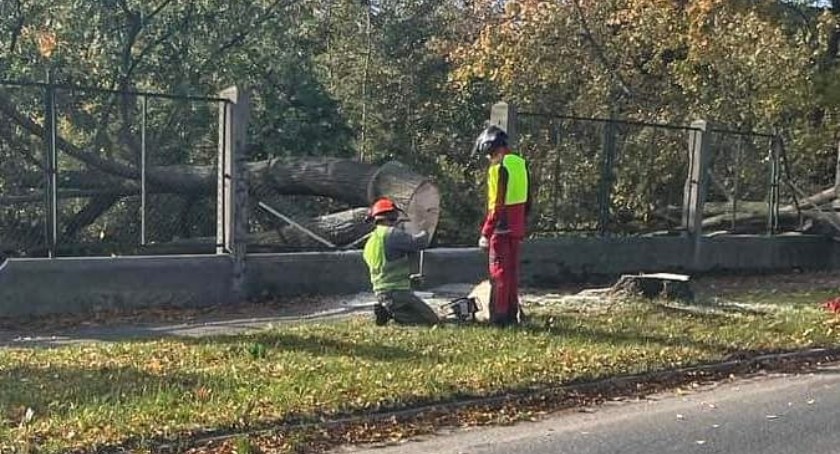 Wytną 274 drzewa pod budowę zbiorczej drogi południowej