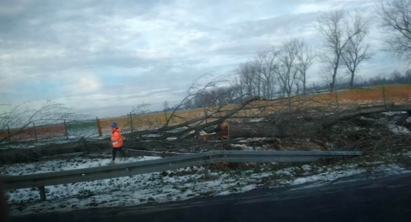 Rzeź drzew. Wycięto 99 topól przy drodze Legnica - Złotoryja
