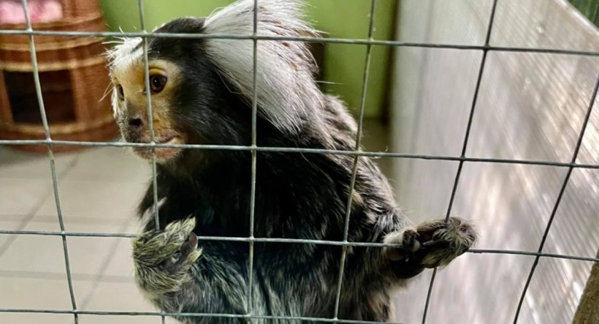 Kto odpowiada za umieralnię w palmiarni? Prokuratura stawia zarzuty