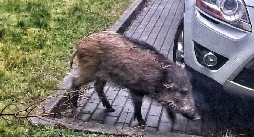 Dziki w Legnicy padają jak muchy