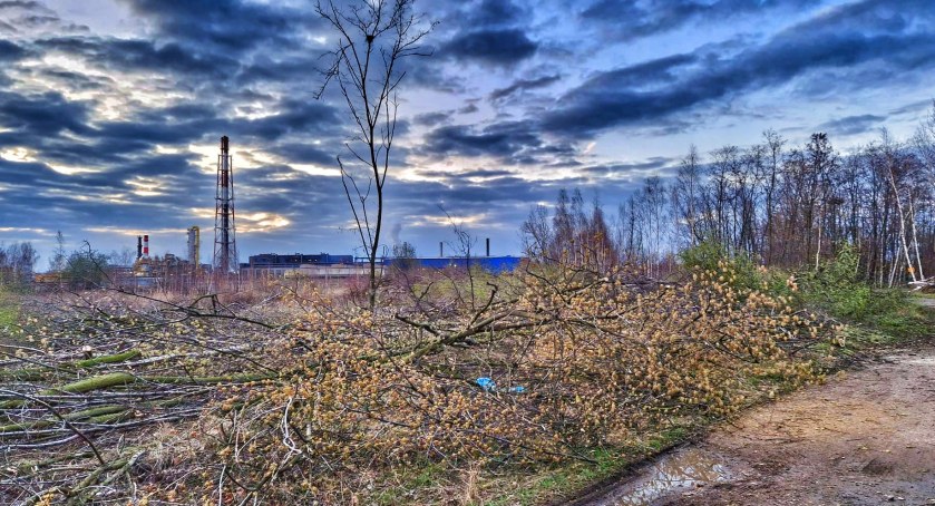 Energetyka wycina las przy hucie pod składowisko odpadów