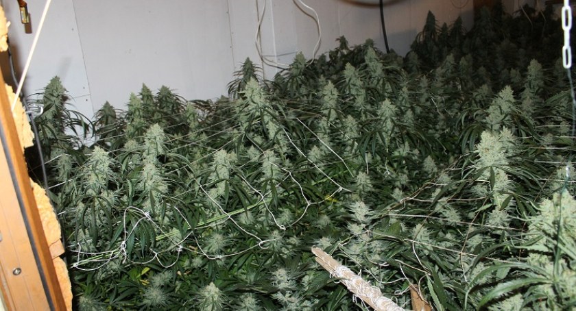 Trzy miesiące aresztu dla plantatorów marihuany z centrum Legnicy