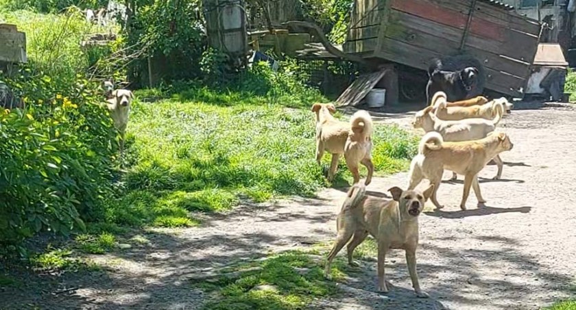 TOZ interweniował w gminie Ruja: 