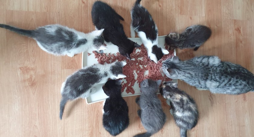 Koty do adopcji. Jest ich tyle, że domy tymczasowe pękają w szwach