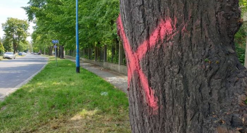Legnica nie tylko wycina, ale też sadzi drzewa. Ile?