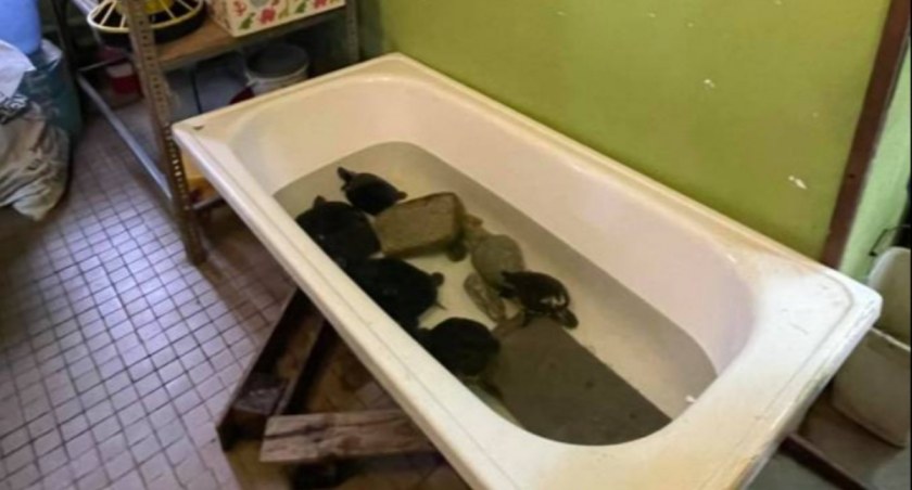 Kiedy ruszy proces oskarżonych po skandalu z palmiarnią