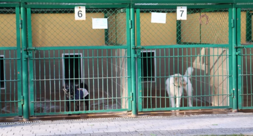 Fundacja ze Świdnicy przejmie schronisko dla zwierząt?