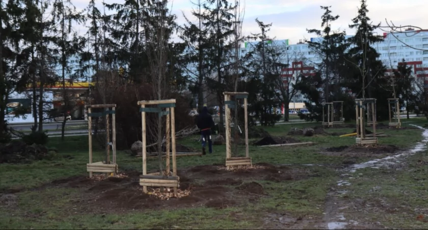Na osiedlu Kopernika nasadzono 162 drzewa w ramach LBO