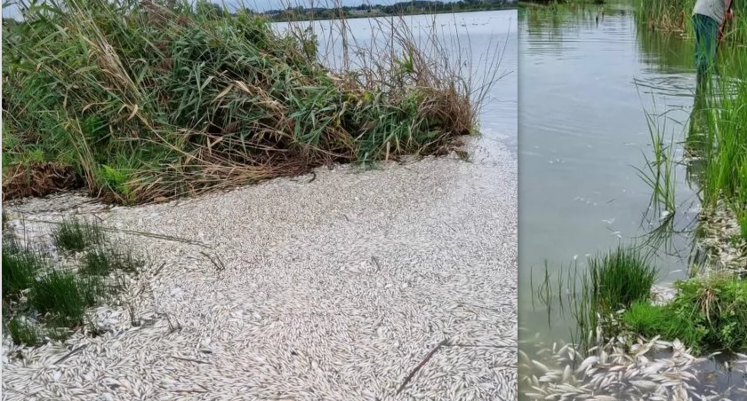 Chcą wspólnie uratować Jezioro Koskowickie